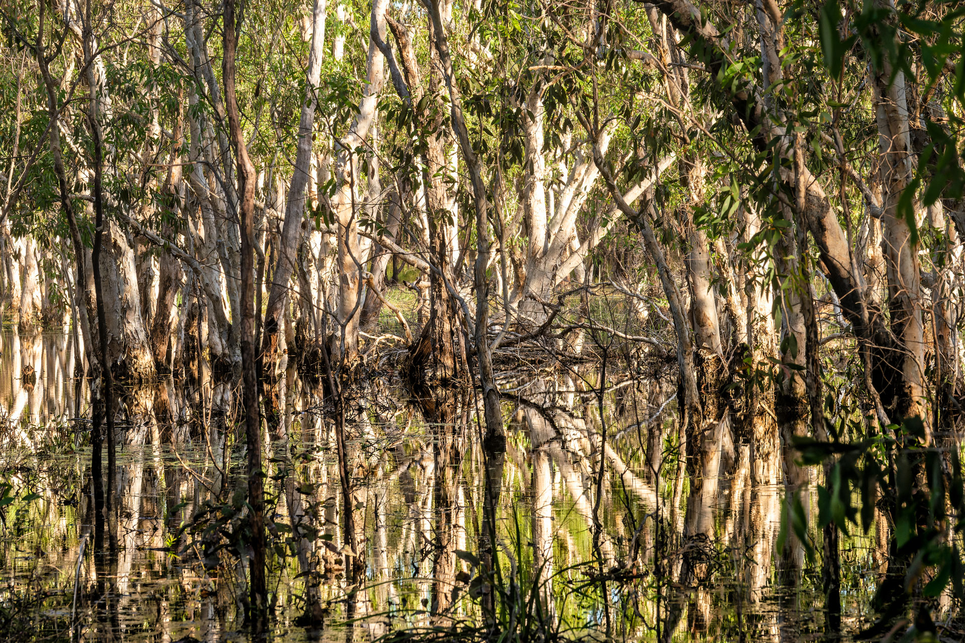 Litchfield National Park - Tabletop-Sumpf